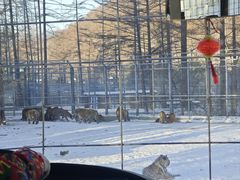 -横道河子东北虎林园