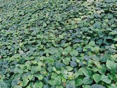 -华南国家植物园-售票处