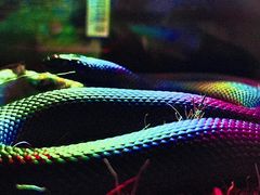 -酷以爬仙阁实体爬宠店·守宫·蜥蜴·专业繁育