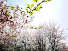 -光福景区