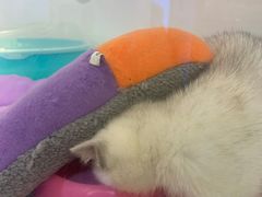 -龟与熊猫宠物公园(南坪店)