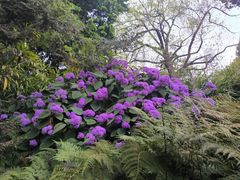-墨尔本皇家植物园