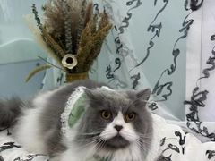 -爱洗澡的猫(望京店)