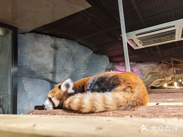 Zoolung Zoolung动物主题公园(海信广场店)图片