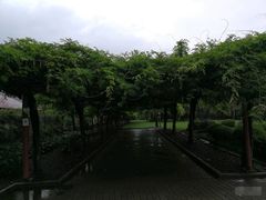 -嘉定紫藤园