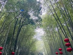 -铁山坪森林公园