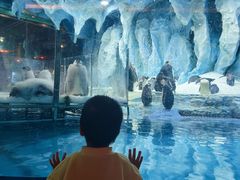 -帝企鹅自助餐厅•儿童岛•真企鹅(长隆企鹅酒店)