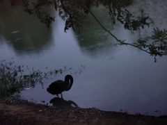 -瑶湖郊野森林公园