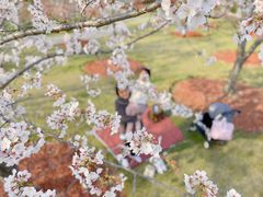 -顾村公园