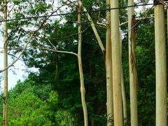 -风云岭森林公园