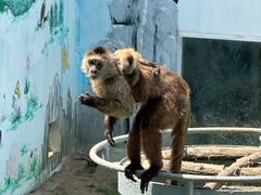 -西霞口神雕山野生动物世界