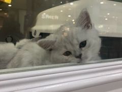 -糯米喵星人·撸猫猫舍咖啡馆(西市场嘉华店)