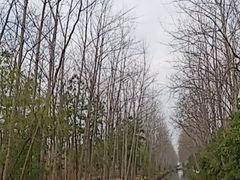-合肥滨湖国家森林公园