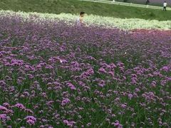 -紫颐香薰山谷景区