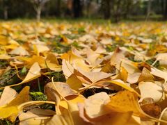 -合肥三国新城遗址公园