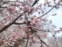 -桃花堤公园