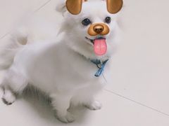 -酷狗靓猫宠物·洗护·美容·寄养(航北路店)
