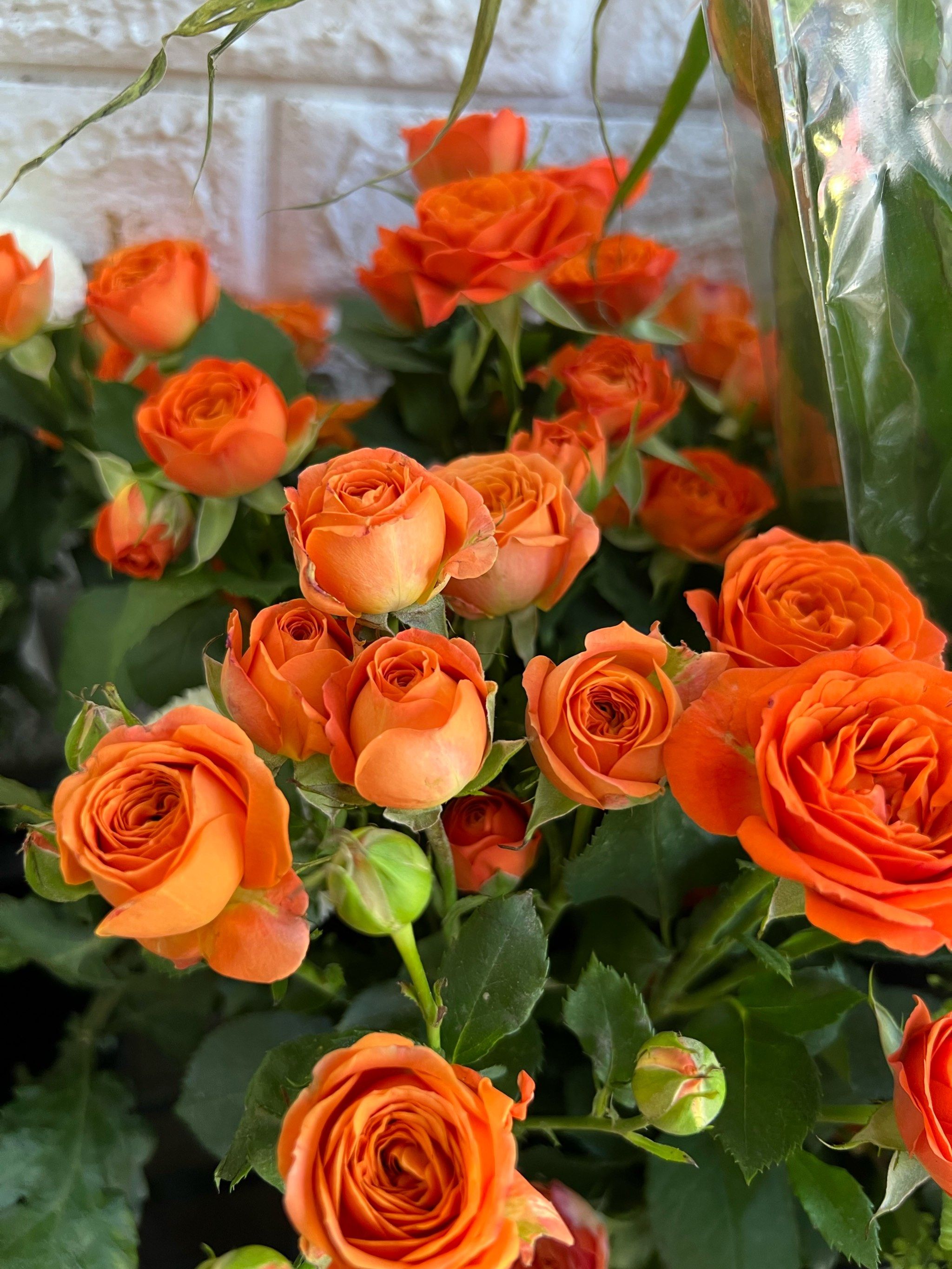 家的门口有一排排的彩色玫瑰,导航进入停车场右拐就看到一家门头花店