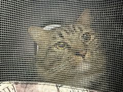 -宠物星动物医院·眼科·异宠·猫科(江南大道总院)