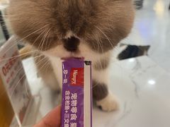 -喵园·猫主题咖啡厅·撸猫·猫咖(国贸店)