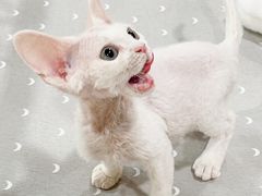 -十年猫舍·猫咪专门店(普陀店)