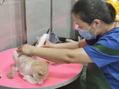 -宠福鑫康馨动物医院·骨科·眼科