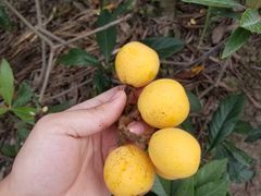 -塘栖枇杷特色园区