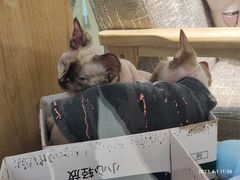 -藏猫猫咖啡主题馆(中央大道店)