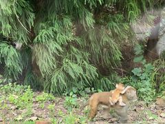 -重庆雨台山风景区