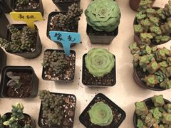 -金陵花卉交易市场