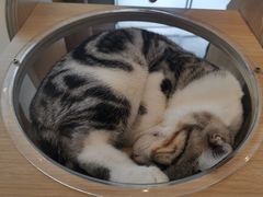 -飞行喵MR PILOT|猫舍·猫咖(静安大融城店)
