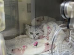 -谐和贝康宠物医院24小时·宠保定点(急重症转诊中心)