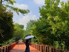 -青枫公园