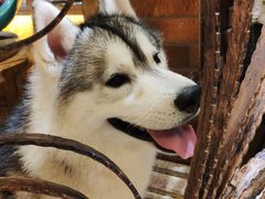 -more than meow吴止猫主题餐厅(承德 中船汇店)