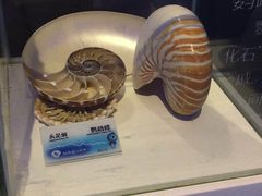 -贝壳梦幻世界