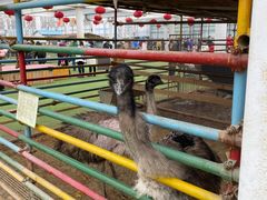 -南宫五洲植物乐园