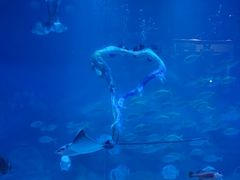 -烟台海昌鲸鲨海洋公园