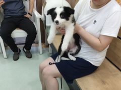 -瑞鹏宠物医院·宠保定点·心脏科·内科(御桥分院)