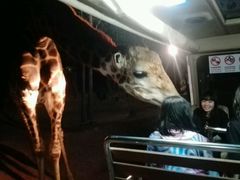 -清迈夜间动物园