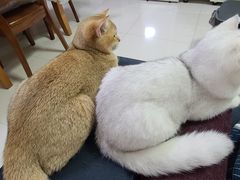-lincat·猫舍(广州店)