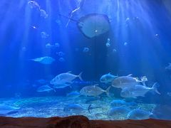 -华夏文旅海洋公园