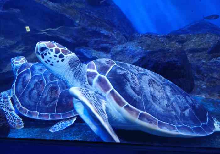 济州岛水上星球水族馆-"[拥抱]环游地球打卡水族馆的脚步在今年被.