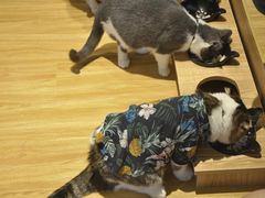-啵啵喵·猫咖(攀华国际店)