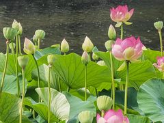 -墨尔本皇家植物园