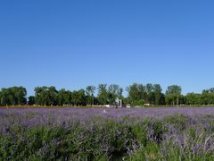 -北京东方普罗旺斯薰衣草庄园