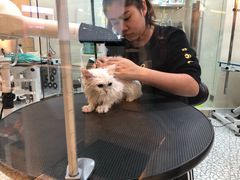 -momokira米努特·德文卷毛猫·棉花面纱犬