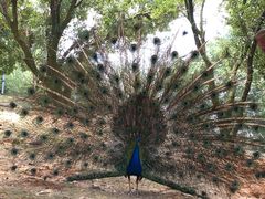 -泉州海丝野生动物世界