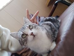 -MOCHA明星猫咖(田子坊店)