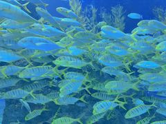 -芜湖新华联大白鲸海洋公园