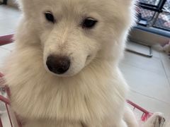 -怪兽屋·羊驼·猫咖·狗咖(俊华广场店)